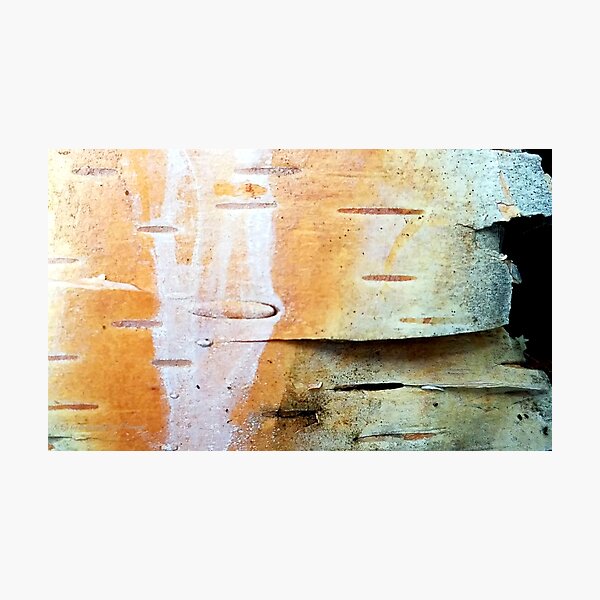 Sun of a Birch Photographic Print