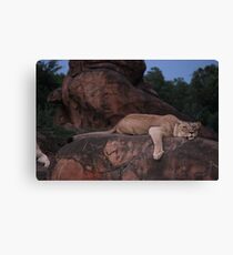 Lazy Lion Canvas Print