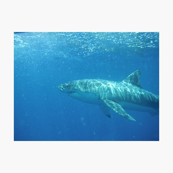 Great White, Neptune Island, South Australia Photographic Print