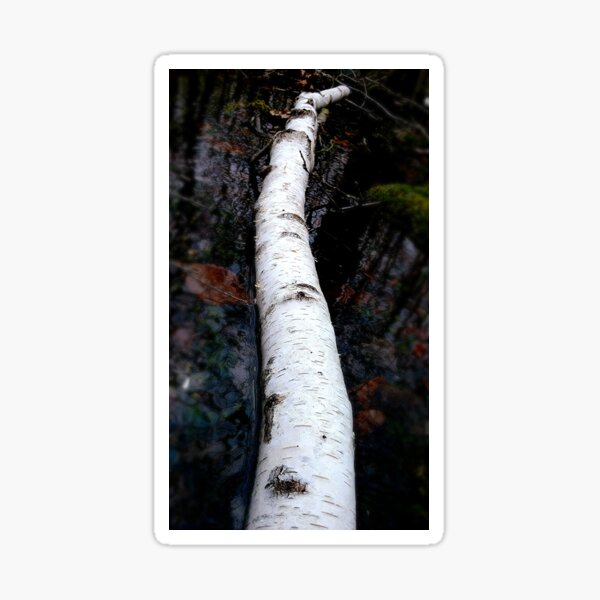 Easter birch Sticker