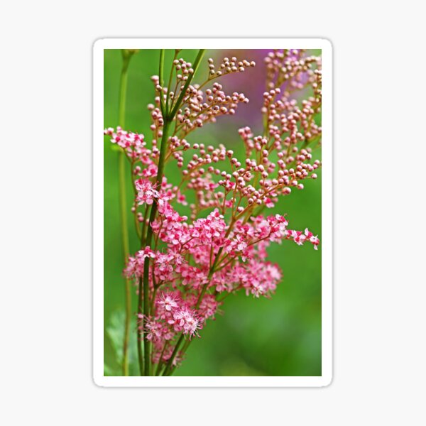 Item preview, Queen Of The Prairie designed and sold by Debbie Oppermann.