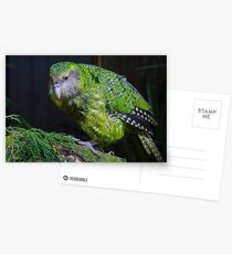 Kakapo, Maugatauteri Reserve Visit, 2012 Postcards