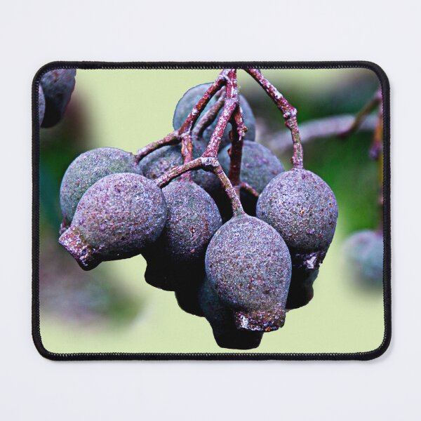 Item preview, New gum nuts designed and sold by indiafrankk.
