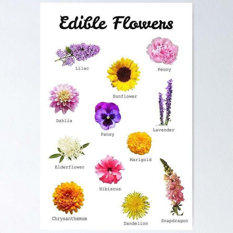 Edible Flowers Chart, Whats Cooking America