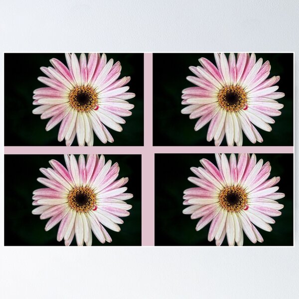 Item preview, Daisy quartet designed and sold by lensbaby.