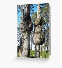 "Spruce Burls" Greeting Card