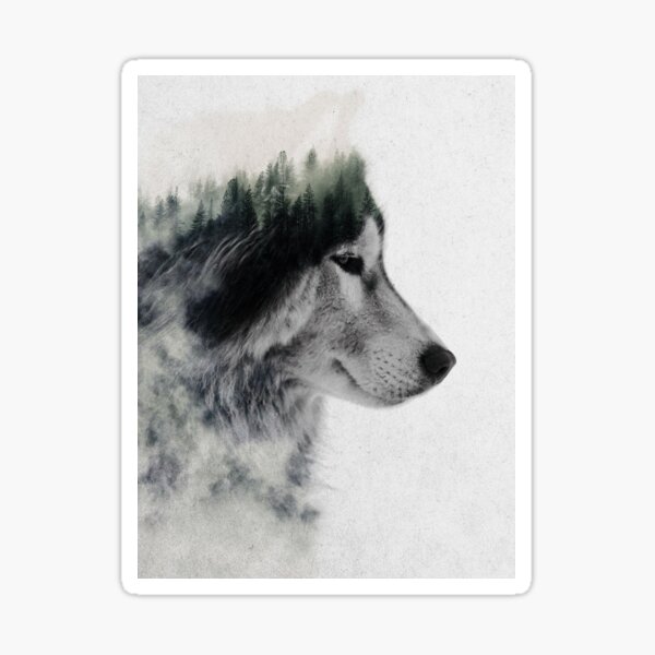 Wolf Stare Sticker