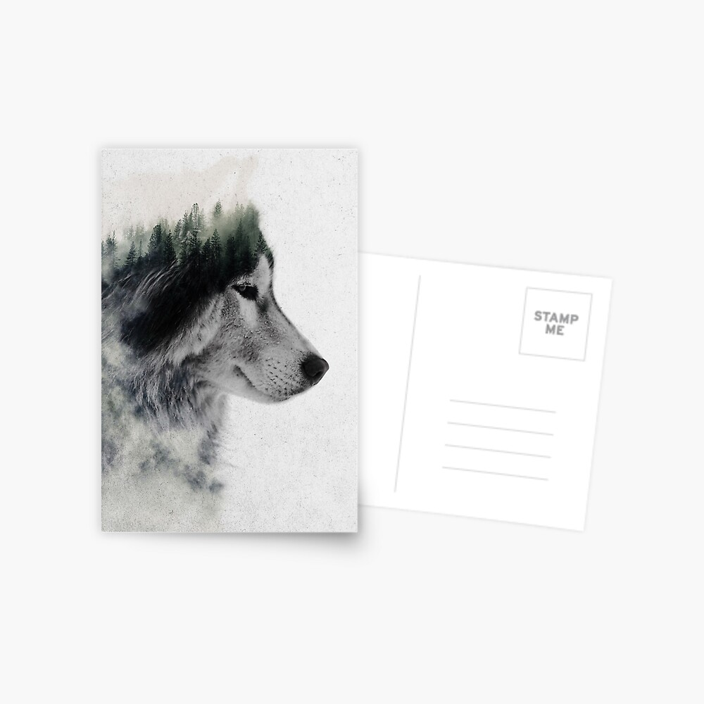 Wolf Stare Postcard