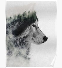 Wolf Stare Poster