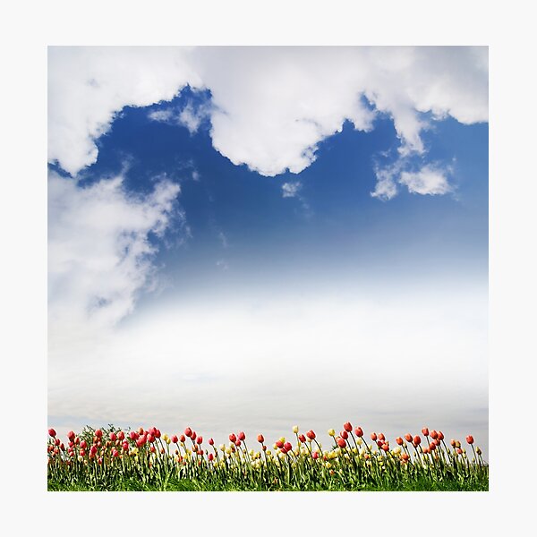 Item preview, Spring tulips and cloudscape view designed and sold by Arletta Cwalina.