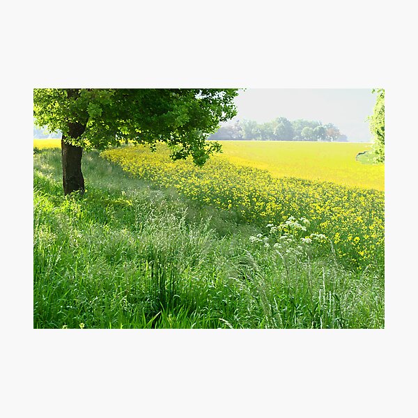 vibrant, happy meadow Photographic Print