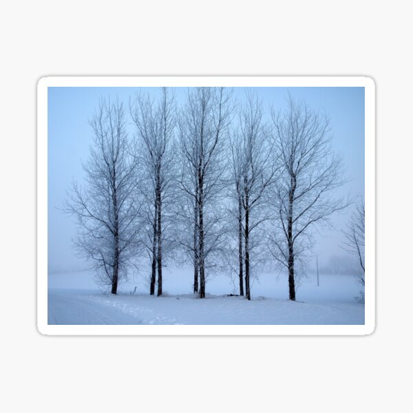 Winter Trees II Sticker