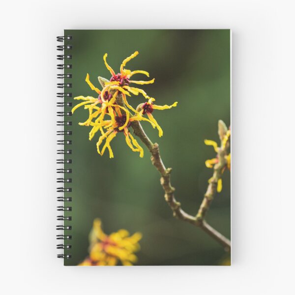 Item preview, Witch Hazel designed and sold by Viv Thompson Photography .