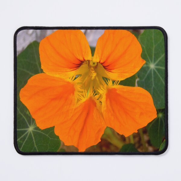 Item preview, Nasturtium designed and sold by Shulie1.