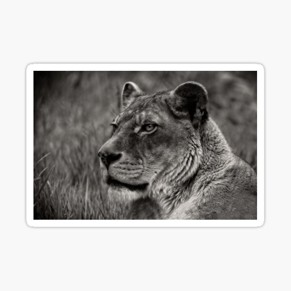 Item preview, Lioness Portrait designed and sold by rawshutterbug.