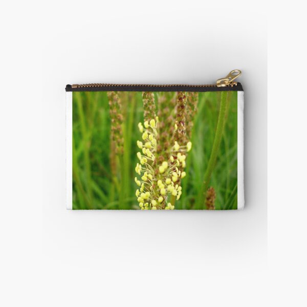 Item preview, Plantago lanceolata (Ribwort Plantain) designed and sold by lezvee.