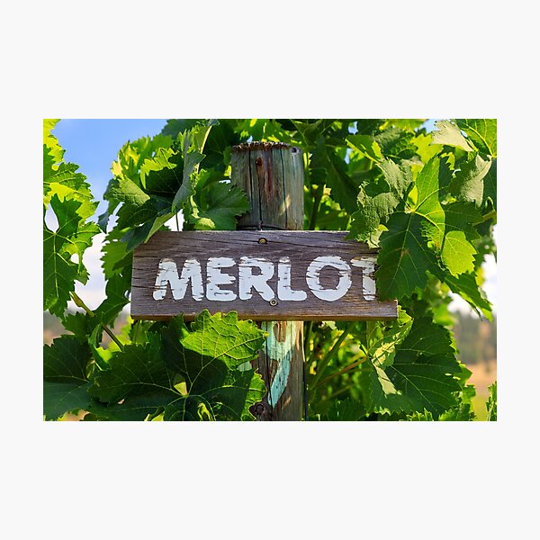 Item preview, Merlot Grape Winery Vineyard Okanagan Valley designed and sold by Kevin Miller Photography.