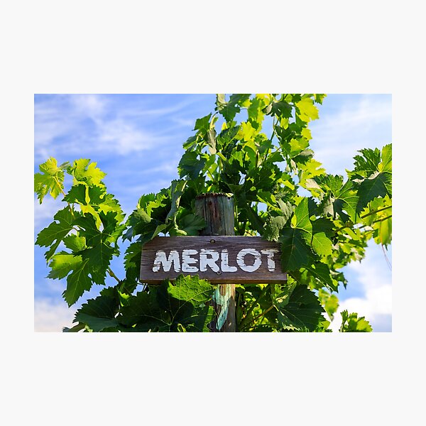 Item preview, Merlot Grape Winery Vineyard Okanagan Valley designed and sold by Kevin Miller Photography.