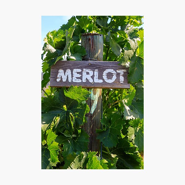 Item preview, Merlot Grape Winery Vineyard Okanagan Valley designed and sold by Kevin Miller Photography.