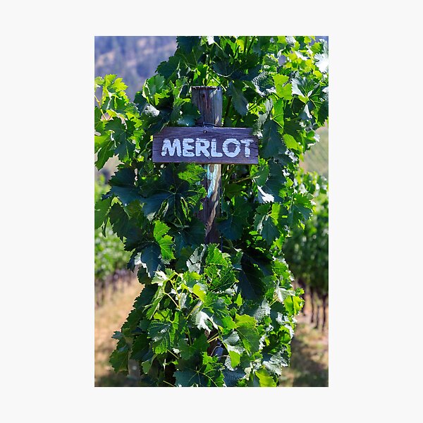 Item preview, Merlot Grape Winery Vineyard Okanagan Valley designed and sold by Kevin Miller Photography.