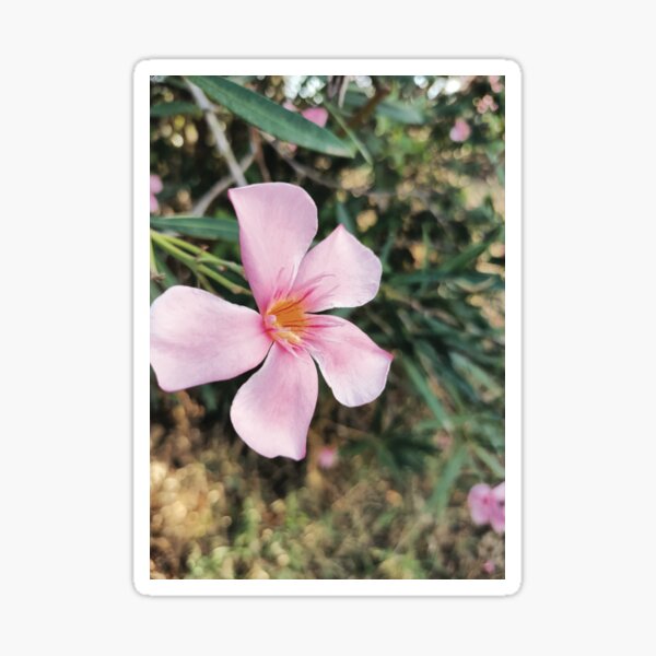 Item preview, Pink Flower  designed and sold by c-Adam18.