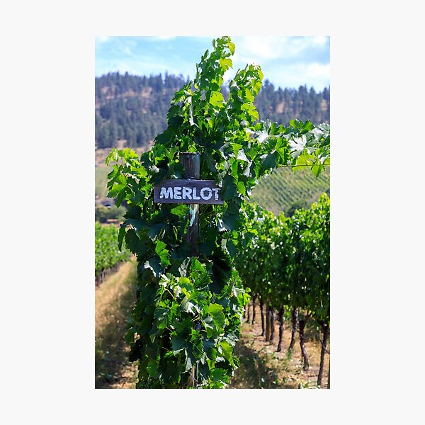 Item preview, Merlot Grape Winery Vineyard Okanagan Valley designed and sold by Kevin Miller Photography.