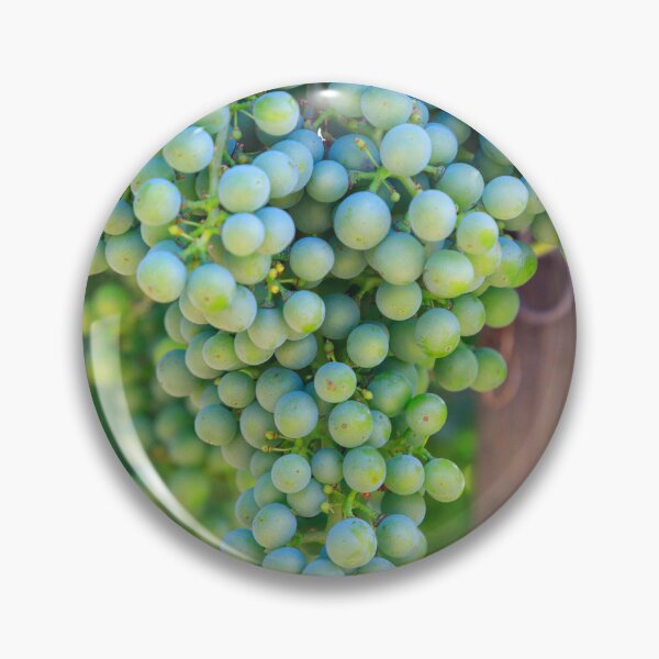 Item preview, Merlot Grape Winery Vineyard Okanagan Valley designed and sold by Kevin Miller Photography.