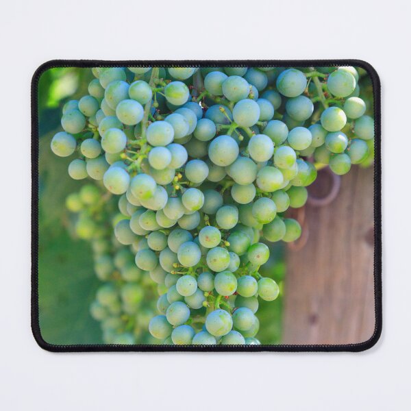 Item preview, Merlot Grape Winery Vineyard Okanagan Valley designed and sold by Kevin Miller Photography.