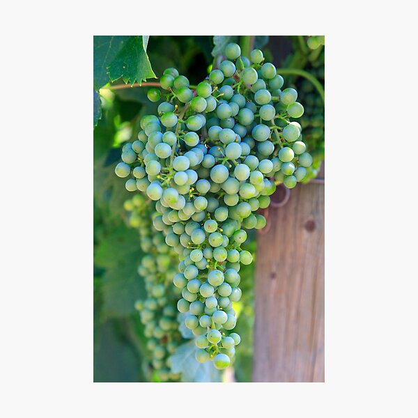 Item preview, Merlot Grape Winery Vineyard Okanagan Valley designed and sold by Kevin Miller Photography.