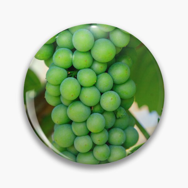 Item preview, Sauvignon Blanc Grape Winery Vineyard Okanagan Valley designed and sold by Kevin Miller Photography.