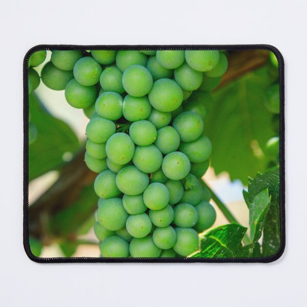 Item preview, Sauvignon Blanc Grape Winery Vineyard Okanagan Valley designed and sold by Kevin Miller Photography.