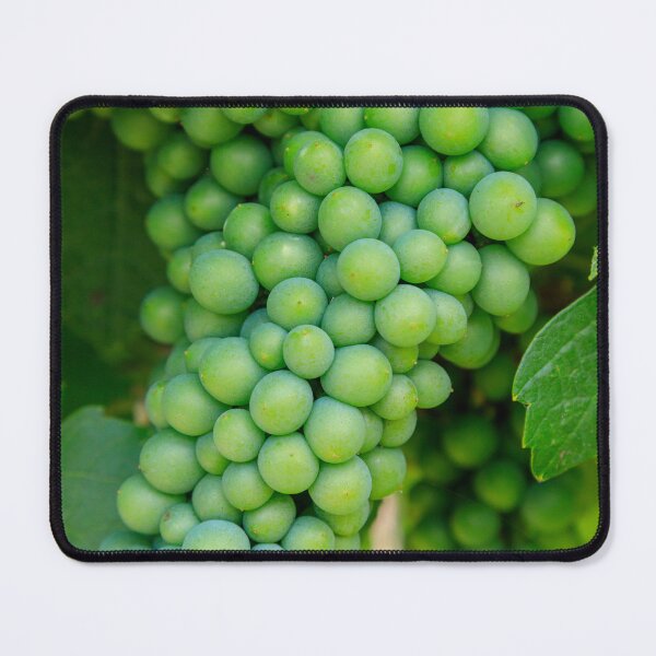 Item preview, Sauvignon Blanc Grape Winery Vineyard Okanagan Valley designed and sold by Kevin Miller Photography.