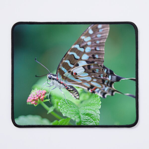 Item preview, Gorgeous Blue Swallowtail Butterfly designed and sold by CyaniRose.