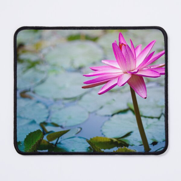 Item preview, Beautiful Pink Water Lily designed and sold by CyaniRose.