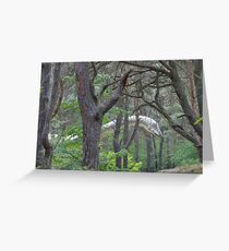 Diplodocus Greeting Card