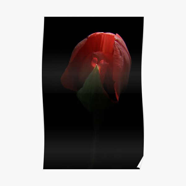 Reveal Poster