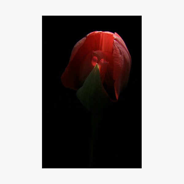 Reveal Photographic Print