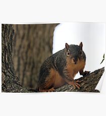 Squire squirrel Poster