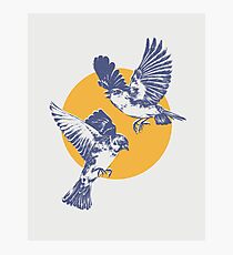 Sparrows Photographic Print