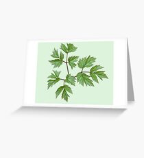 Green Leaf Greeting Card