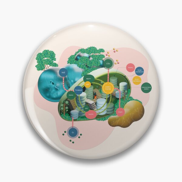 Item preview, Photosynthesis Chloroplast Illustration designed and sold by Queenlardcake.