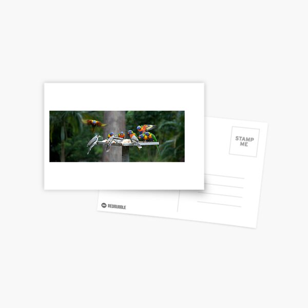 The Birds Postcard