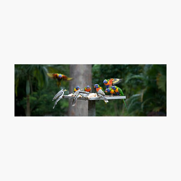 The Birds Photographic Print