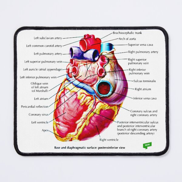 Item preview, Heart Diagram #1 designed and sold by Momo-Stores.