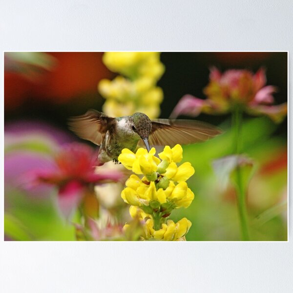 Item preview, Ruby Throated Hummingbird In Summer Garden designed and sold by Debbie Oppermann.