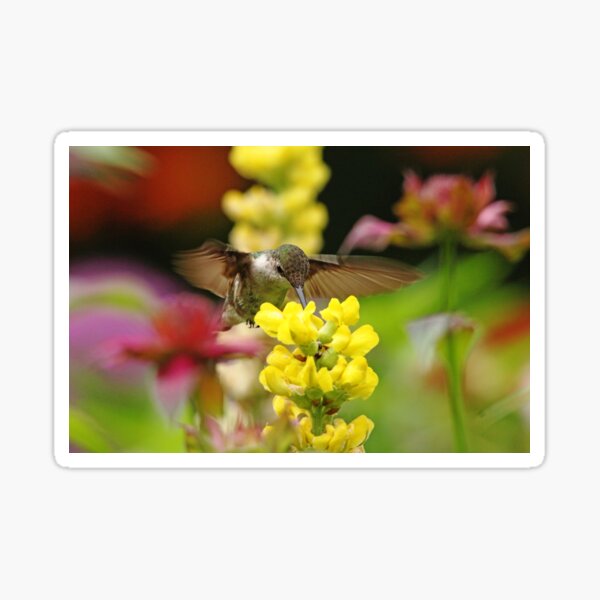 Item preview, Ruby Throated Hummingbird In Summer Garden designed and sold by Debbie Oppermann.