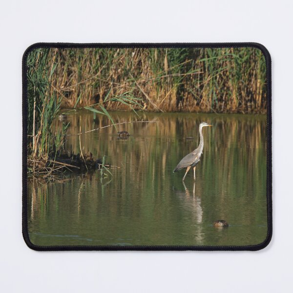 Item preview, Great Blue Heron at Sunrise designed and sold by PaulKPhoto.