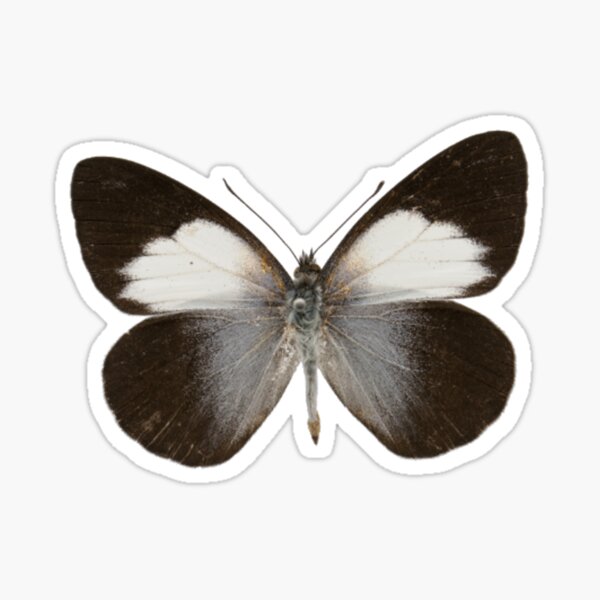 "Raffray's White Butterfly" Sticker for Sale by koverk0v3r Redbubble