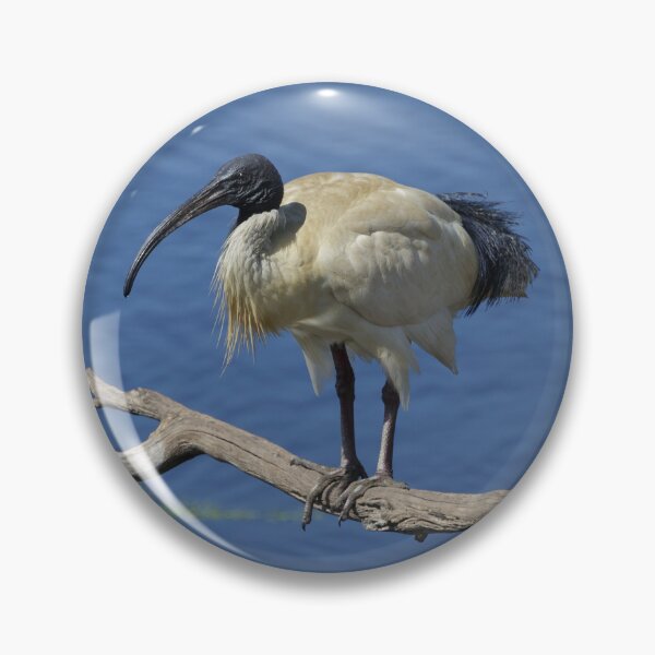 Item preview, Australian White Ibis designed and sold by Merrilyn Serong.