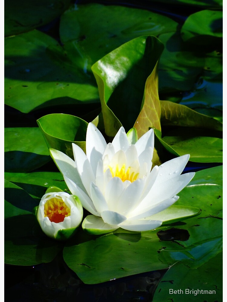 White Water Lily And Bud On Lily Pad Art Board Print By rightman Redbubble